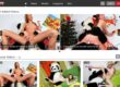 Panda Fuck (pandafuck.com) Reviews